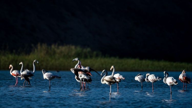 Rosa Flamingos im Souss-Massa-Nationalpark