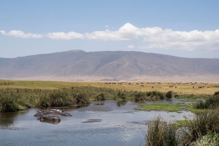 Discovering the giant Ngorongoro Crater in the heart of Tanzania