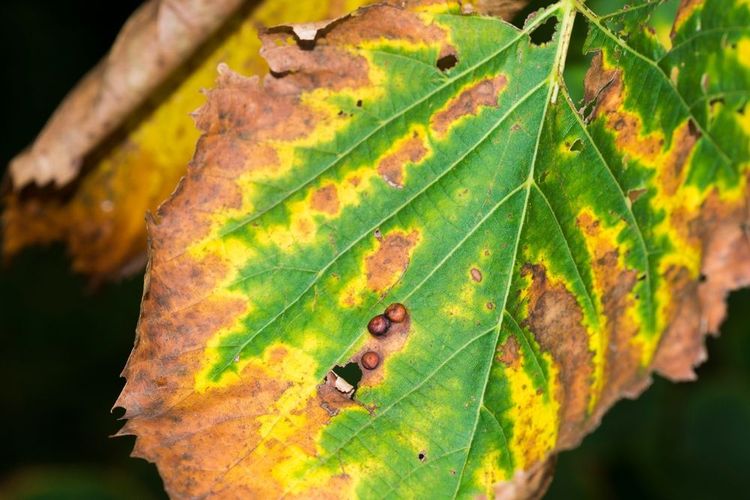 Feuilles d'orme américaines (Ulmus Americana) avec éclaboussures de feuilles bactériennes (Xylella Fastidiosa)