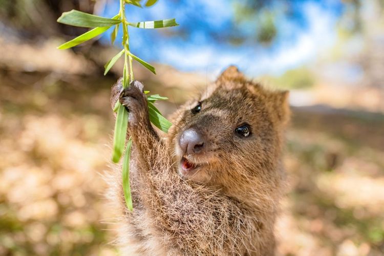 Le quokka est souriant