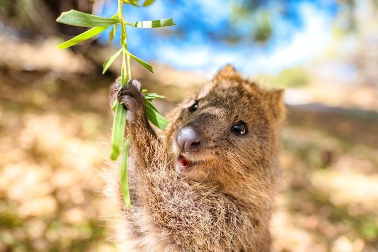 Le quokka, réputé être l'animal le plus heureux au monde, sur Rottnest Island, Perth