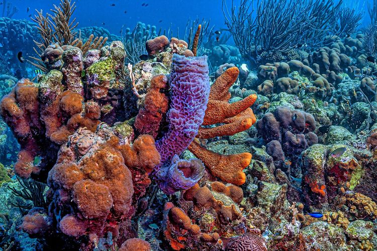 Les éponges vases dans le récif corallien guadeloupéen