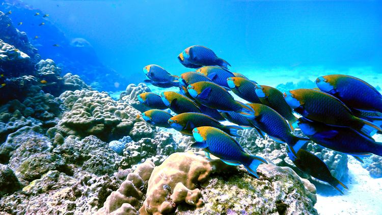 Banc de poissons-perroquets dans le récif de la Réserve Cousteau
