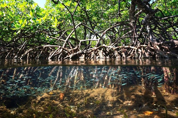 Les poissons viennent chasser et se reproduire dans la mangrove