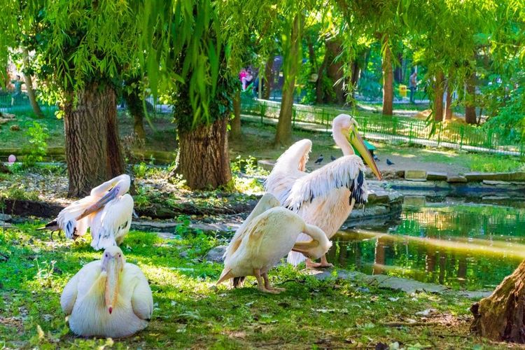 Les pélicans du zoo de Varna