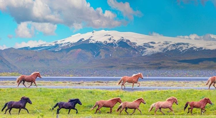 Les chevaux sauvages islandais courant devant le volcan Katla et le glacier Mýrdalsjökull