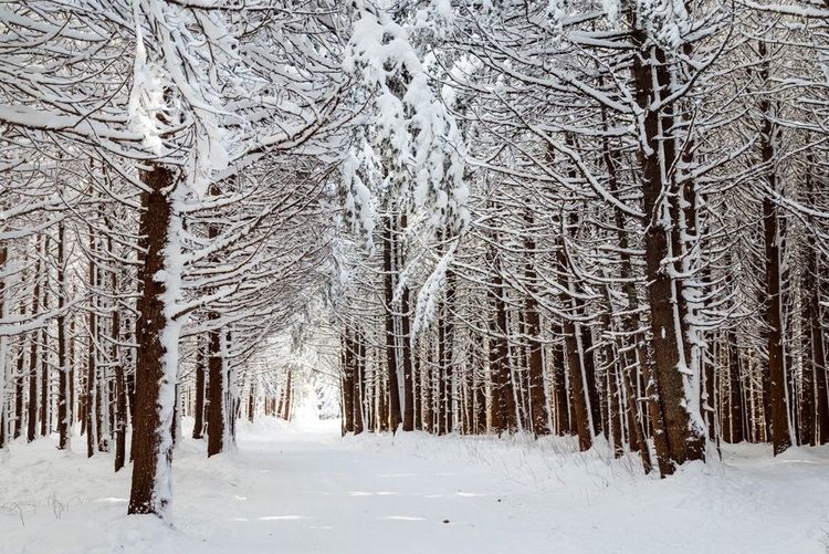 Pinède enneigée dans le parc naturel de Vitocha, aux portes de la ville