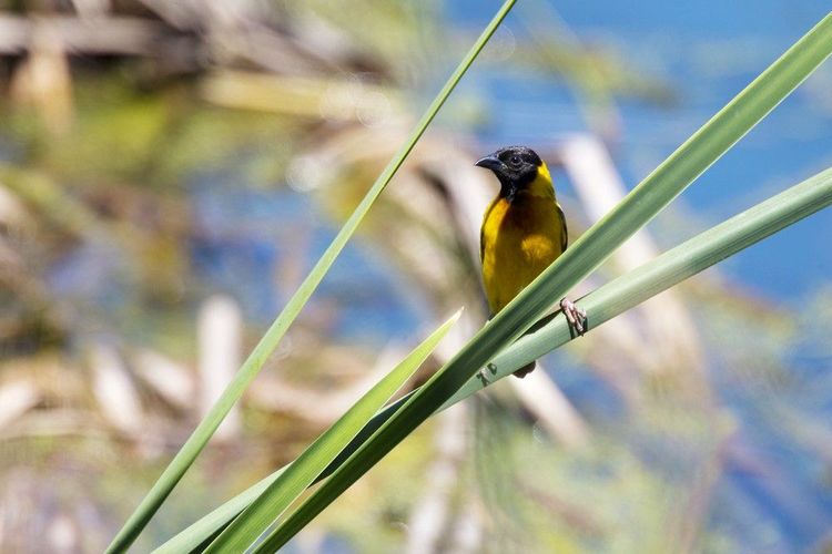Tisserin à tête noire dans le Ria Formosa