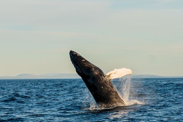 La baleine aime sortir de l'eau pour se laisser tomber à plat à la surface
