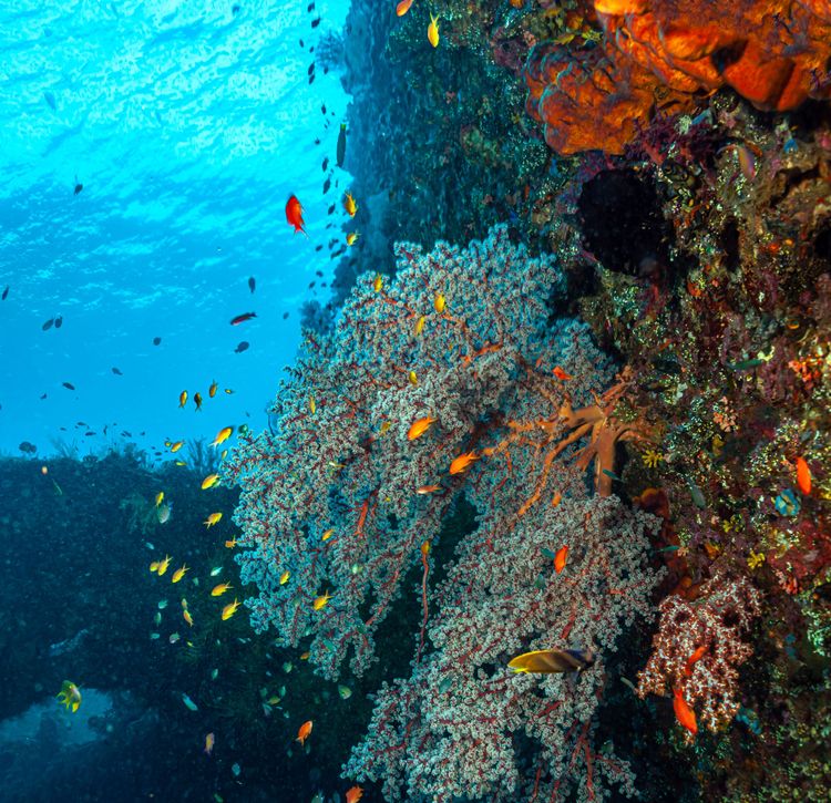 Le mur "drop off", un joyau des fonds marins