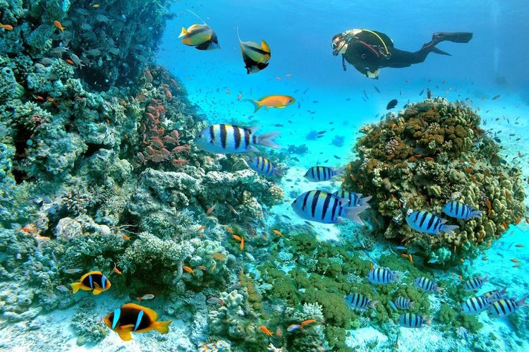 Plongée sous marine près de Hurghada, Egypte