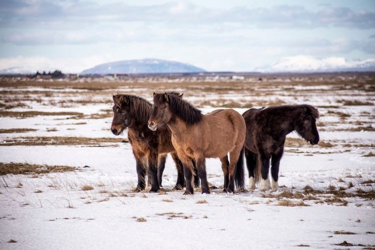 Le tölt est ce cheval petit et trappu, profilé pour faire face aux rigueurs de la météo islandaise