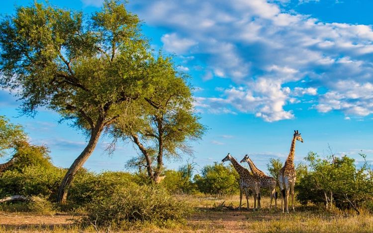 Parc national de Kruger