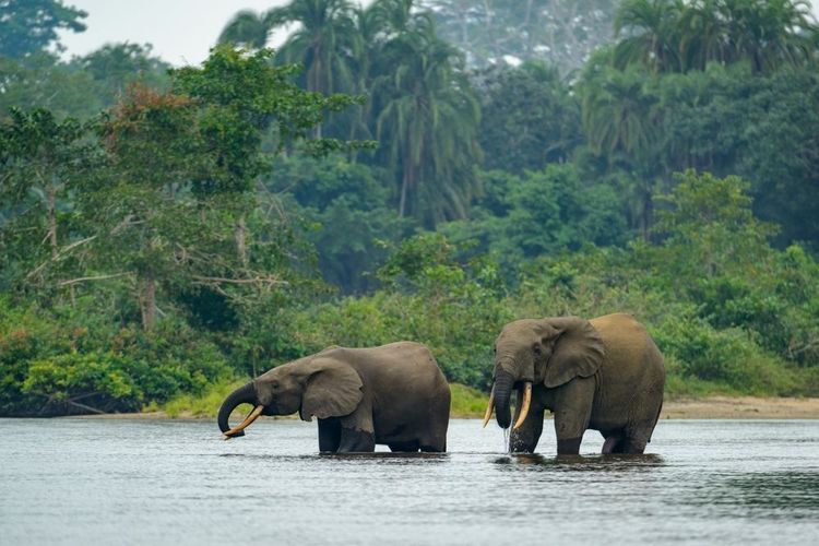 Fleuve Congo