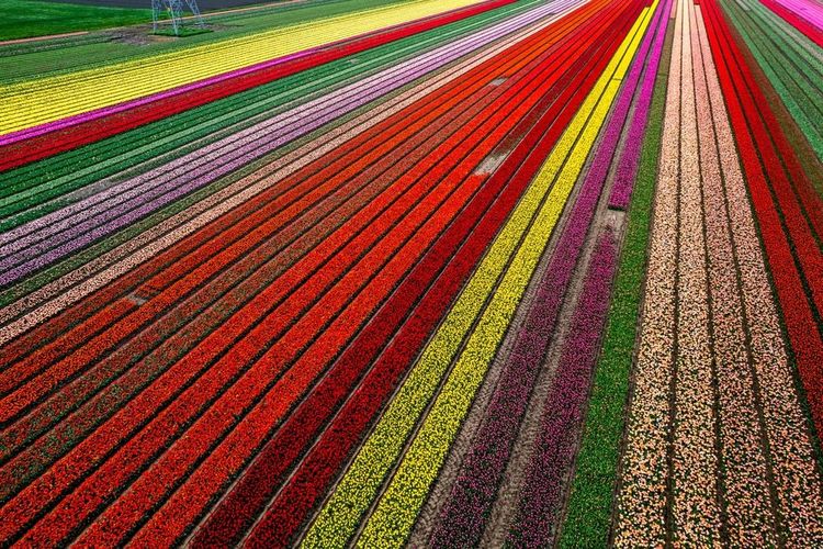 Champs de tulipes aux Pays-Bas