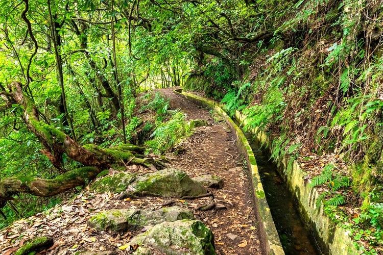 Explorez les secrets des levadas de Madère : randonnées entre nature et histoire