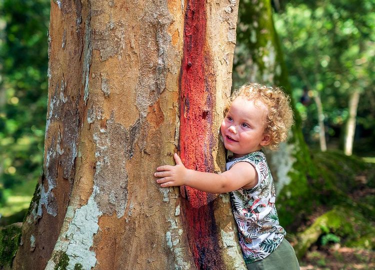 Le pernambnouc ou bois-Brésil, emblématique des forêts brésiliennes