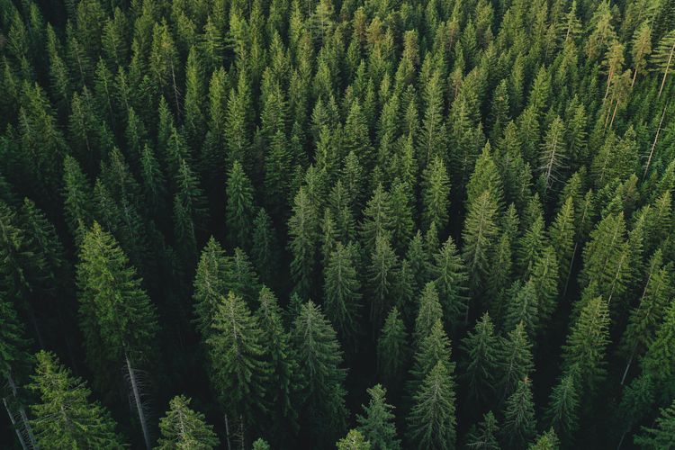 Forêt de pins