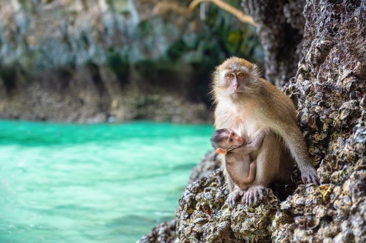 Monkey Beach et Thaïlande