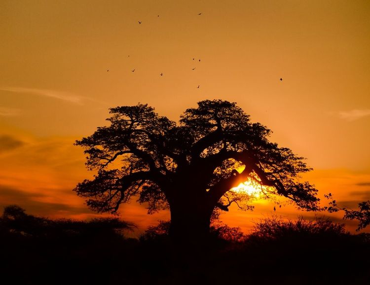 Coucher de soleil à couper le souffle dans le parc national Kruger, Afrique du Sud, avec le baobab