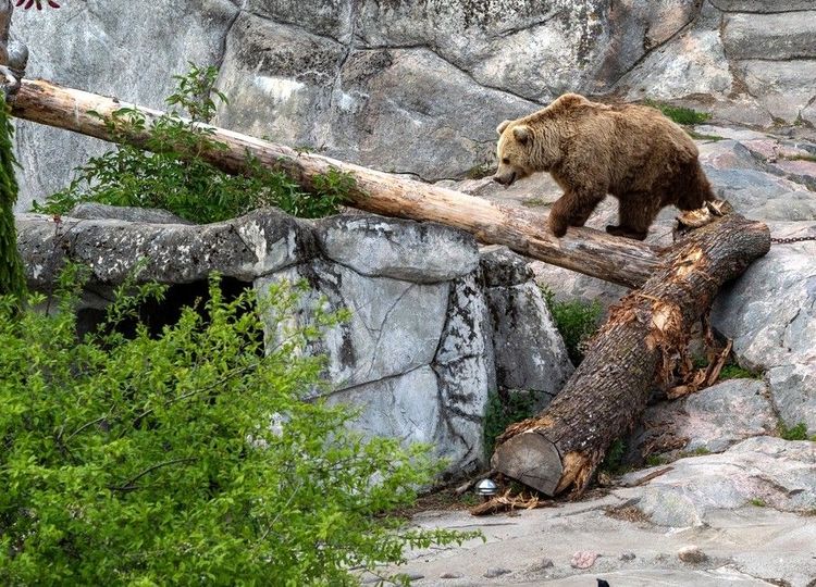 Safari urbain à Korkeasaari : plongez au cœur du zoo insulaire de Helsinki