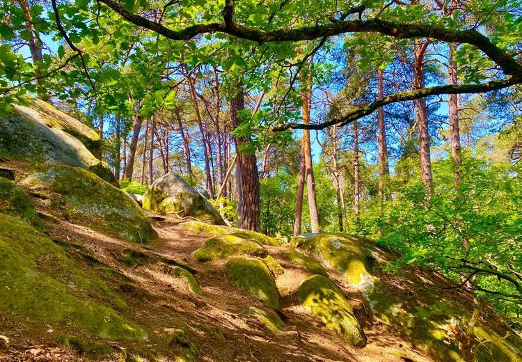 La forêt de Fontainebleau