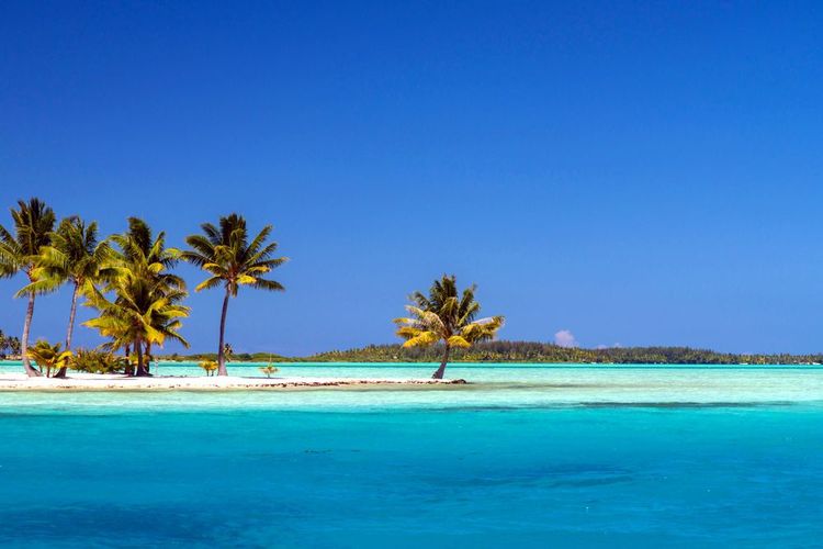Quelques palmiers dans le lagon de Bora Bora