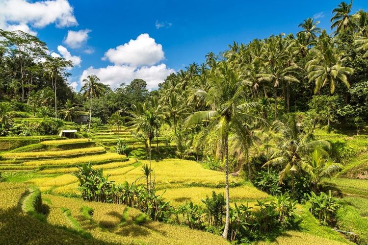 Tegallalang, Bali