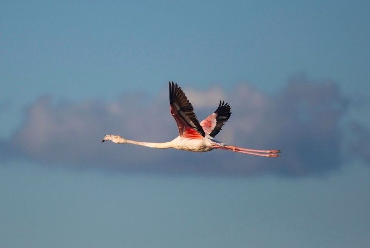 Les flamands roses s'épanouissent dans la Ria Formosa