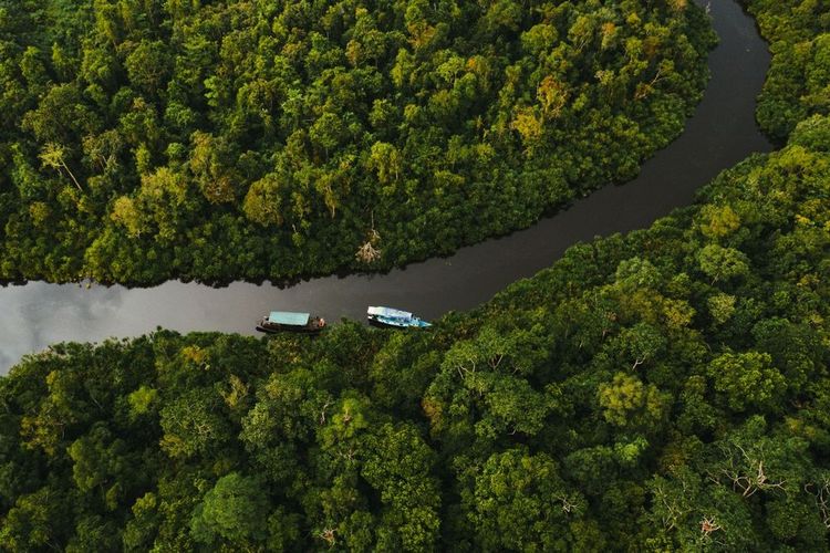 Parc national de Tanjung Puting, Bornéo