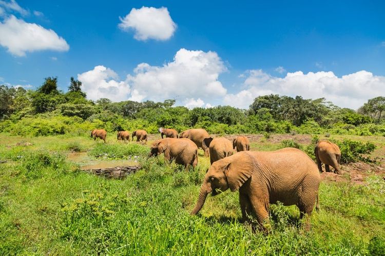 parc national de Nairobi