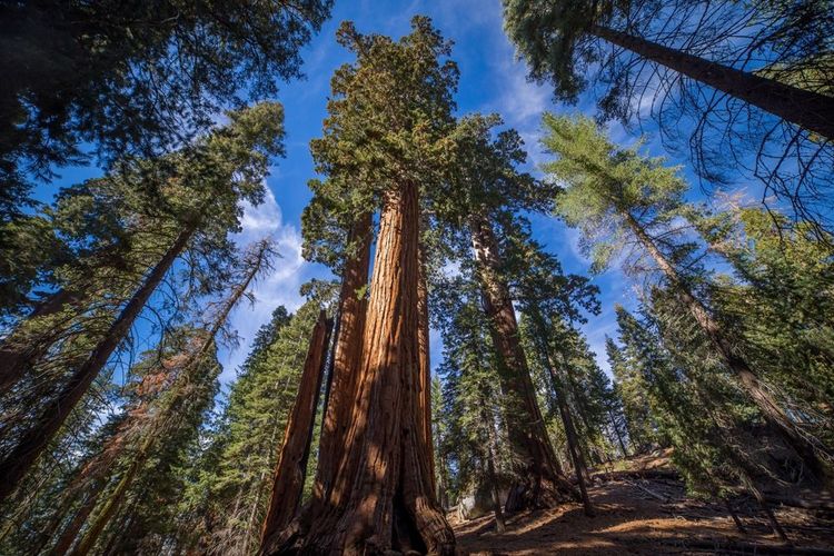  Kings Canyon National Park, Californie, États-Unis