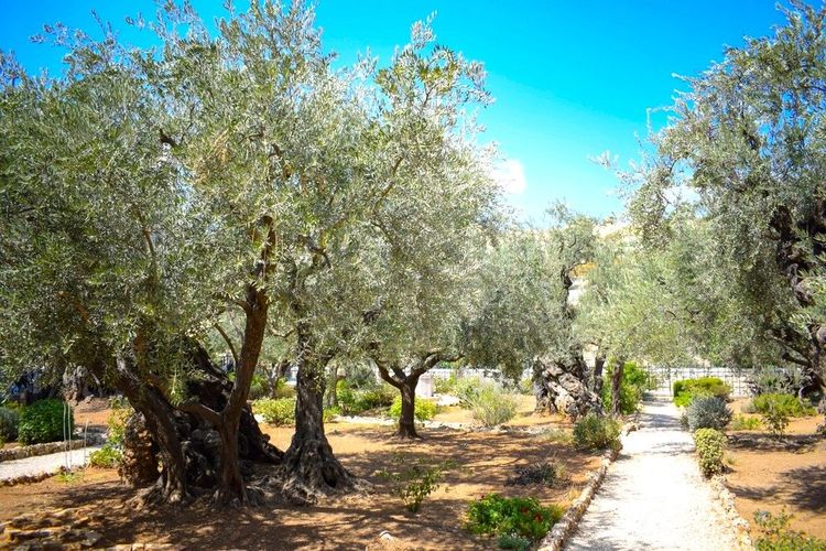 Le Jardin de Gethsémani aux pieds du Mont des Oliviers, quartier chrétien de Jérusalem
