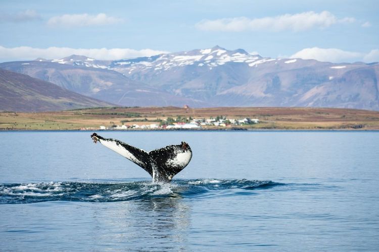 Embarquez à Akureyri pour l'observation des baleines dans un fjord