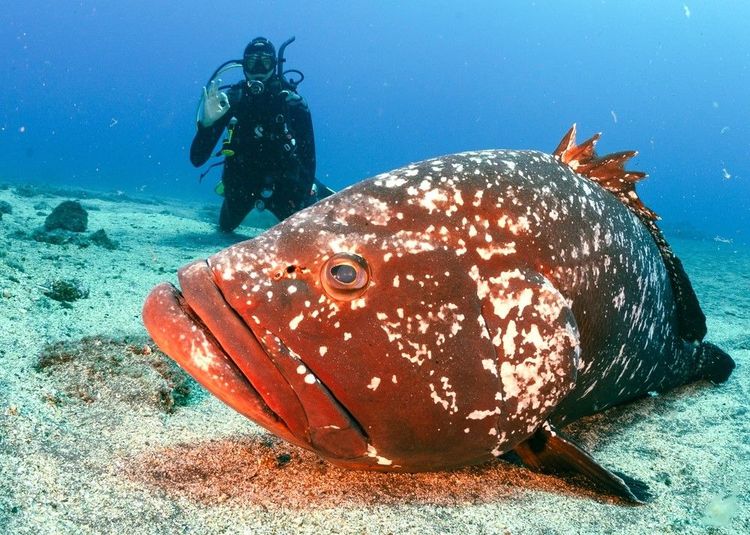 Plongée parmi les mérous placides de la réserve de Garajau