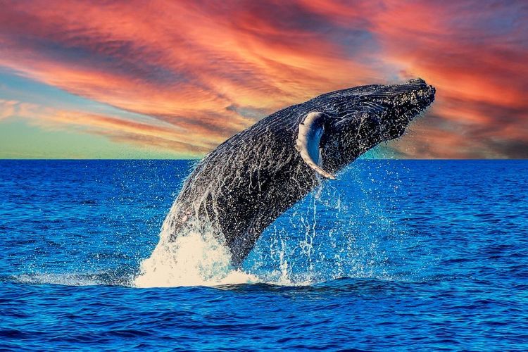 Baleine à bosse dans la Mer de Cortez
