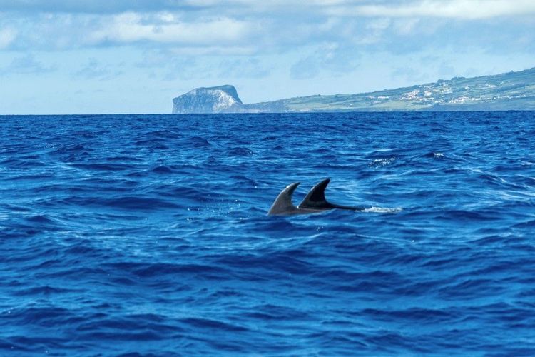 Nageoire dorsale de rorquals boréaux proche de l'île de Faial