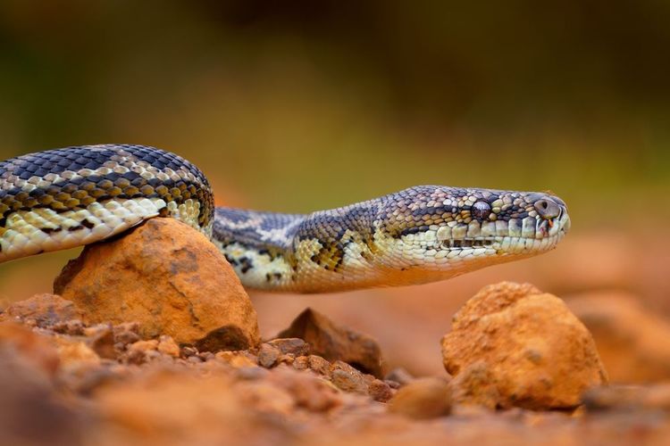 Python tapis (carpet python) dans le parc Nambung