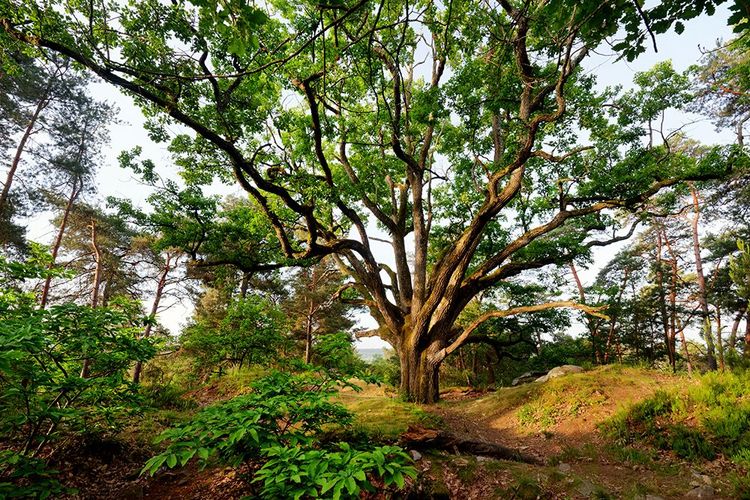 Le "Bouquet de la reine" dans la forêt de Fontainebleau