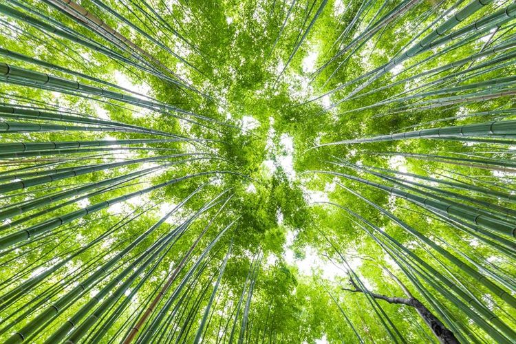 Dans la bambouseraie d'Arashiyama, Kyoto