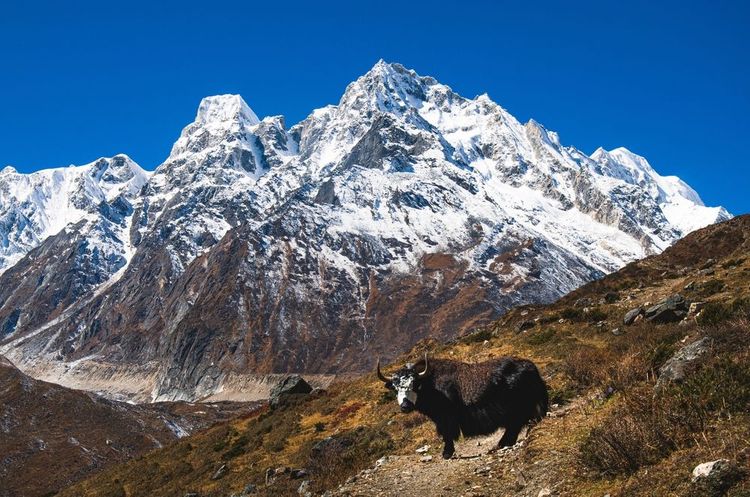 Pendant un trek sur le Manaslu, dans l'Himalaya