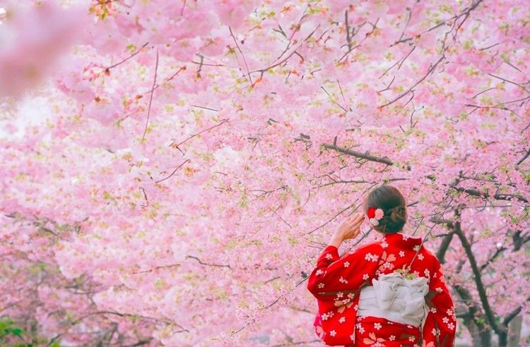 La contemplation des sakura (cerisies) en fleur se nomme le "hanami"