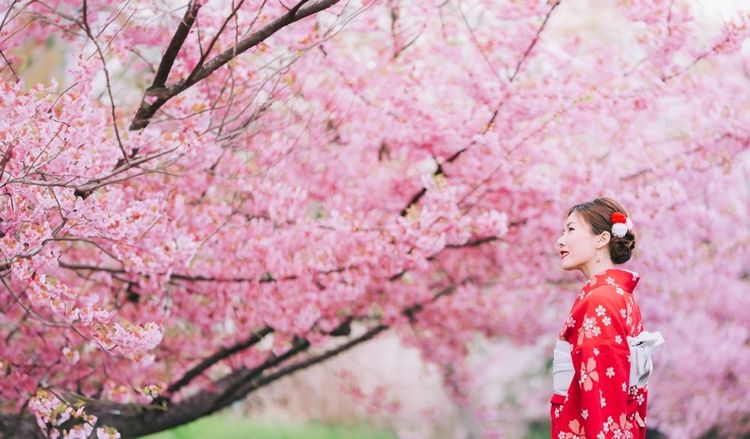 Les sakura attirent tout le pays, et même les touristes du monde entier, à la période de leur floraison