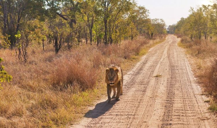 Un lion du parc Hwange, Zimbabwe