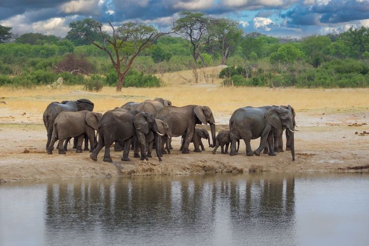 Les éléphants du Parc national de Hwange, Zimbabwe