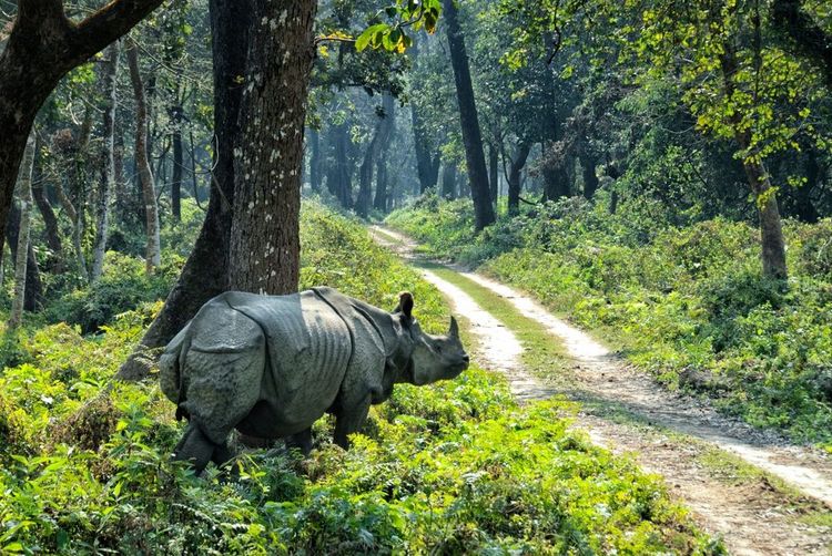 Rhinocéros cuirassé dans le parc national de Chitwan