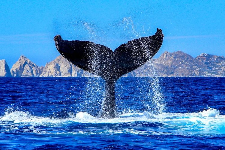 Une queue de baleine à bosse dans la mer de Cortez 