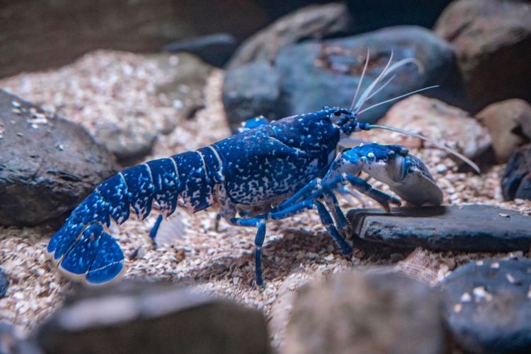  homard bleu