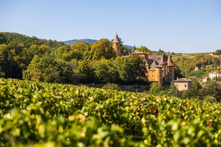 Des vignobles du Beaujolais, le château de Jarnioux en fond 