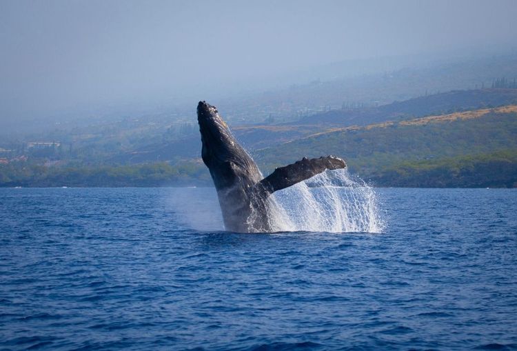 Brise de baleine à bosse, Kona, Hawaï